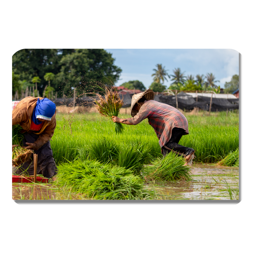 Cultivate in northeast Image
