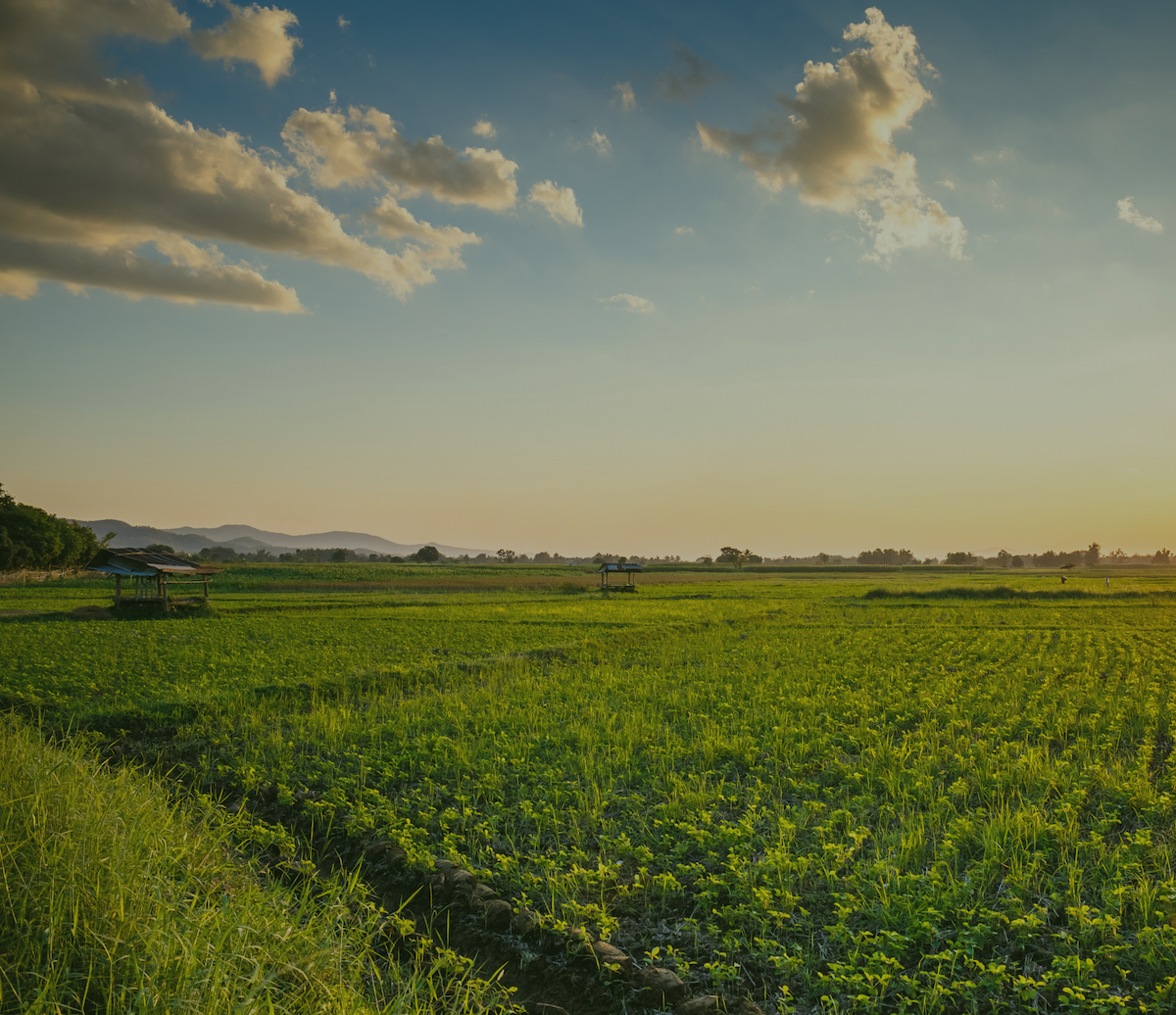 Social Imapact header Image