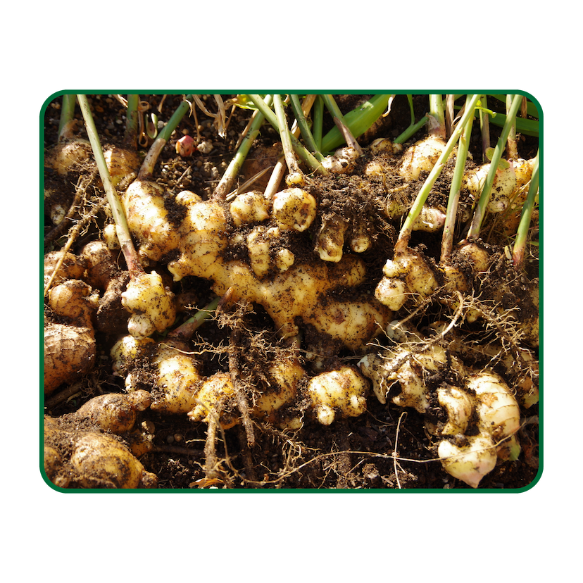 Ginger Farming Image